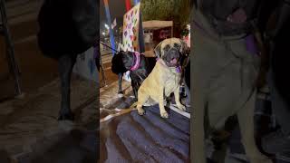 Video preview image #1 Bullmastiff Puppy For Sale in Goodyear, AZ, USA