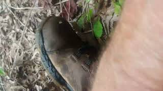 Milk Snake from a survey site in KY - 10 Sept 2025 