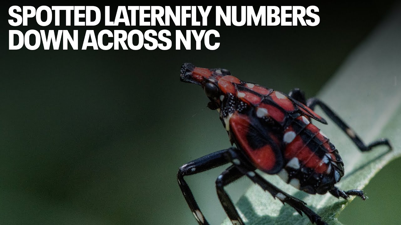 Spotted lanternfly numbers down across NYC