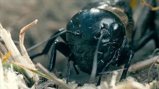 A cricket's chirping sounds quite different in slow motion! [Snippet]
