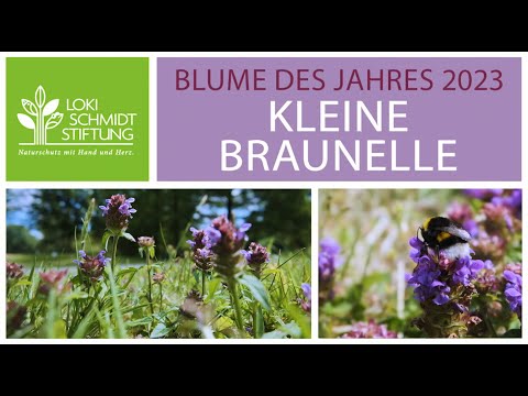 Die Loki Schmidt Stiftung hat die Kleine Braunelle zur Blume des Jahres 2023 gekürt
