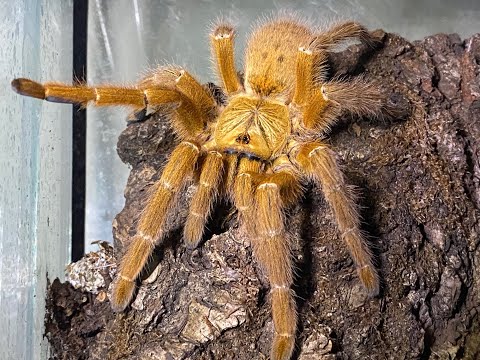 Pterinochilus murinus, OBT Pairing