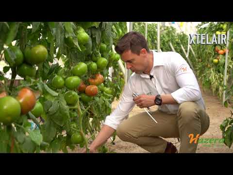 , title : 'Xtelair|| Precocidad, tamaño y producción son los pilares de este tomate de Hazera España'