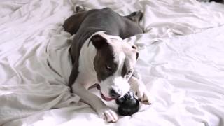 Kong Extreme Granát L 10,1 x 6,9 cm