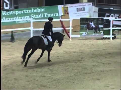 ALOYSIUS v. A Jungle Prince - AWÖ Hengstschau 2014, Stadl-Paura