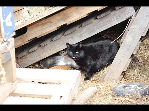Feral cat caretaker's story of finding and caring for a colony of ferals behind her work