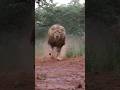 Male Lion Running Full Speed Lion Speed Running Lion Videos