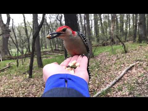 Hand-feeding Birds in Slow Mo — Red-bellied Woodpecker