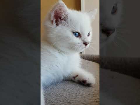 BSH kitten with blue eyes