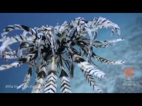 Video facade placeholder