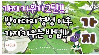 [가지 키우기] 가지 다수확 방법과 곁가지 키우는 방법!!