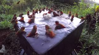 Hummingbird Pool Party Number Five!