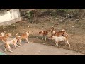 Dog Fight Territory Fight Fighting Dogs