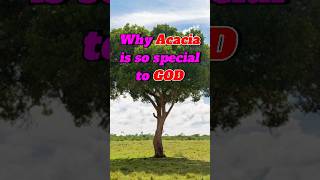 Download lagu God's FAVORITE Wood is Acacia and Here's Why! 😇 #easter #shorts mp3 Download lagu God's FAVORITE Wood is Acacia and Here's Why! 😇 #easter #shorts mp3