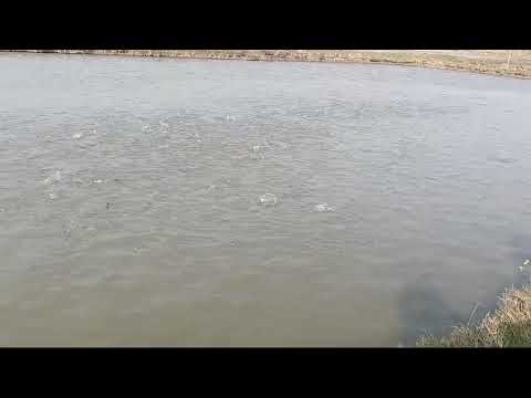 30/5 Premium Floating Fish Feed 4MM (Aqua Supreme)