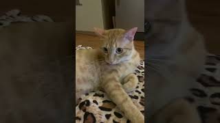 The family's unemployed subject😂😝