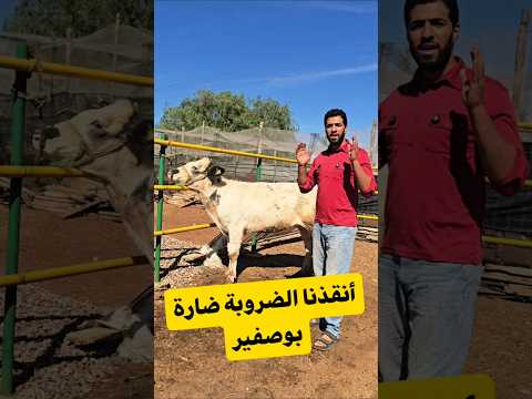 الحمد لله 🤲 تم إنقاذ الضروبة وإبنتها من بوصفيير 😱😍