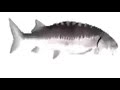 SPINNING FISH 10 HOURS