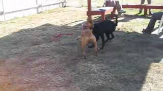 Adopt a dog today: Eve