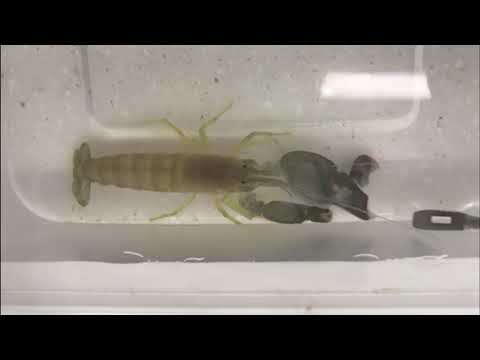 Snapping Shrimp in Slow Motion