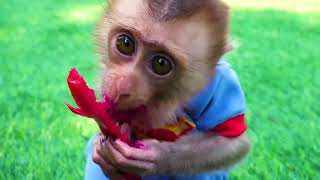 Bi Monkey 🐵🐵🐵 Eating Fruit And Play With Squishy Ball Lovely Puppy | Satisfying Funny Video