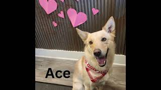 Video preview image #1 Mutt Puppy For Sale in Emmett, ID, USA