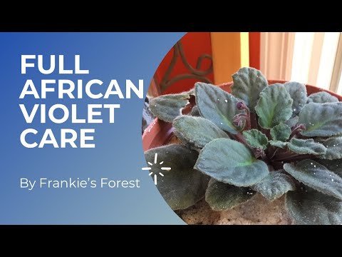 African Violet FULL Care Guide