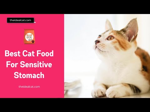 Best Cat Food for Sensitive Stomach, Diarrhea & Hairballs [Reviewed in 2020]
