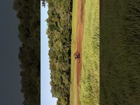 Gaiolama bom jesus do sul pr