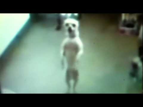 THIS DOG CAN DANCE | SO FUNNY AND CUTE