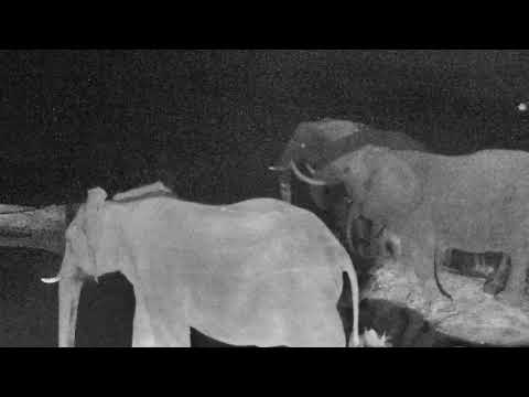 Breeding herd of elephants in for a nightly drink at the pan - 05/20/18