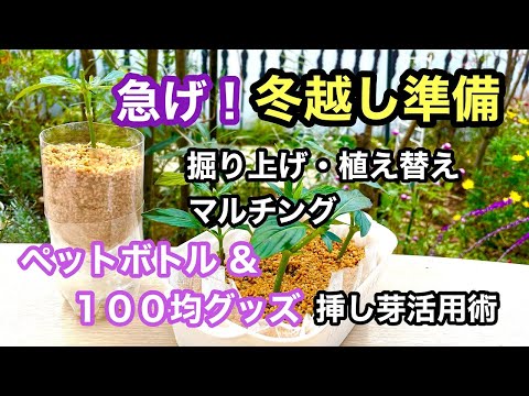 冬の間ずっと花畑