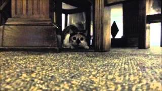 The Fourteenth Ward - The Chalet Lines