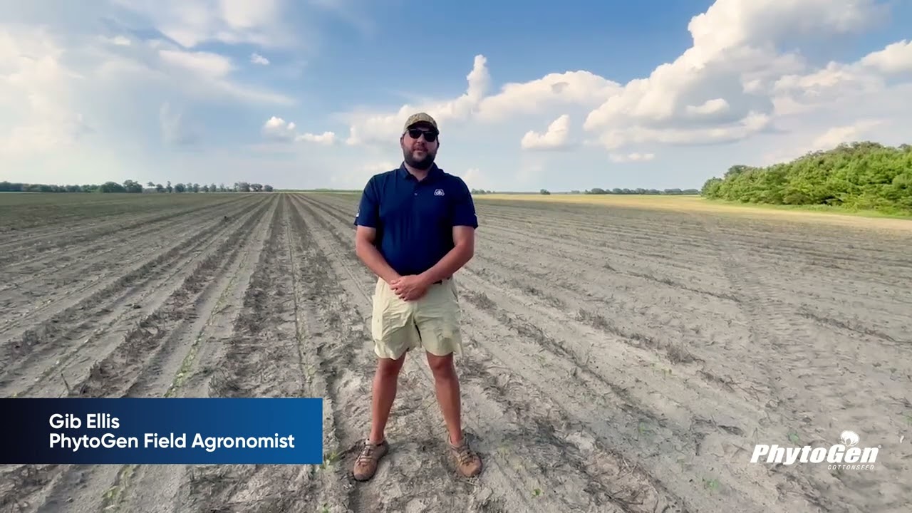 Growing a Successful Cotton Crop