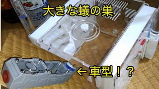 ライズのアリ王国計画259
