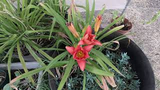 Peach Lilly opening