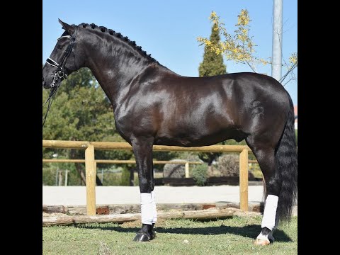Dressage - Kur Intermedia I - Poeta de Susaeta - Fei - Andalusian horses