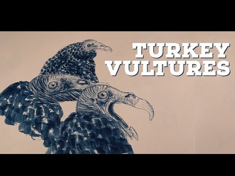 Chill Turkey Vulture Drawing