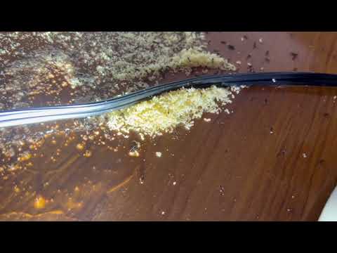 Huge Ant Nest Under the Light in Neshanic Station, NJ