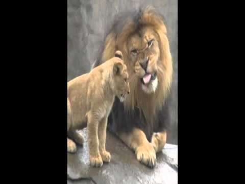 Lion Video Live Wallpaper