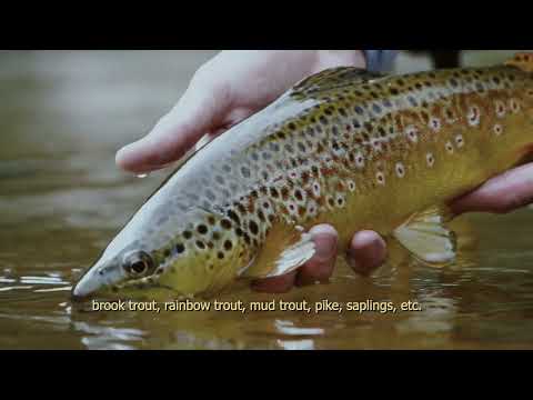 PLAVSKO JEZERO  - TO PLAV 2024