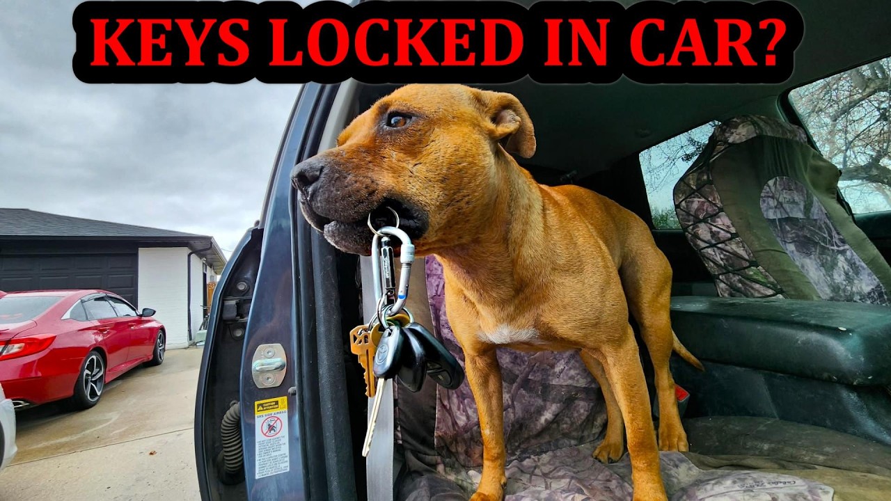 Bindi the Pit Bull Saves the Day When Keys Locked in Car!