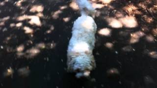 Pam's stroll in the woods - disaster