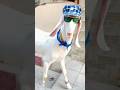 2024 Ka Sabse Khubsurat Bakra Bakra Eid Mubarak 2024 Ho Bakraeidmubaraksong Music Eid