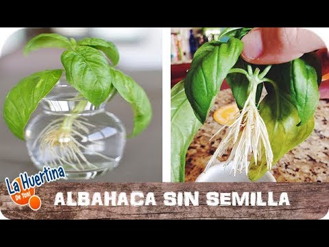 Esquejes de Albahaca: Concepto, Época, Enraizamiento y Siembra - Infoagro