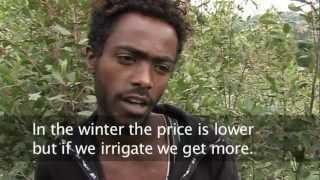 ETHIOPIA: Chat - the drug