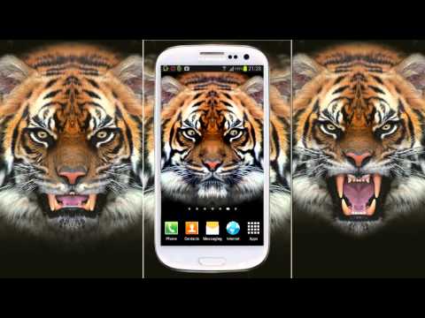 Tiger Live Wallpaper Video