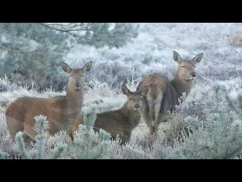 Music muLullaby   Cooper Cannell1 ||we listen in the bosom of nature