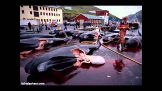 Oi polloi - whale song