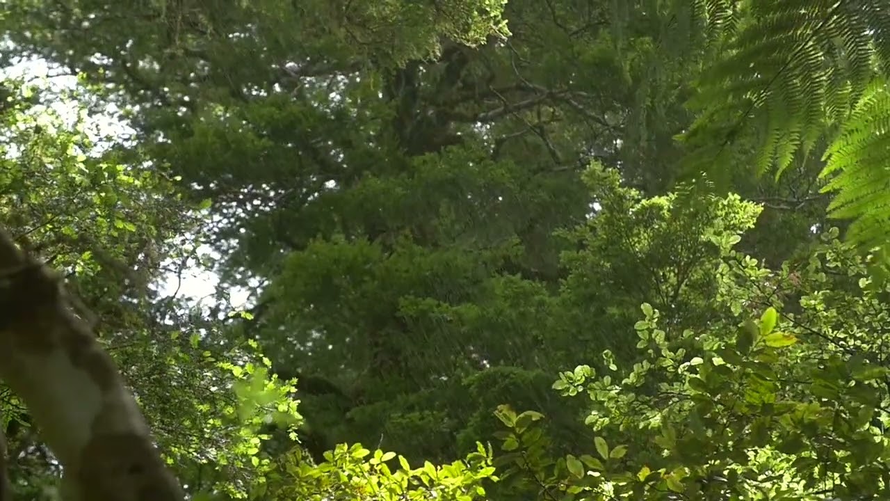 30 Minutes of Pure Relaxation: Calm Your Mind and Body